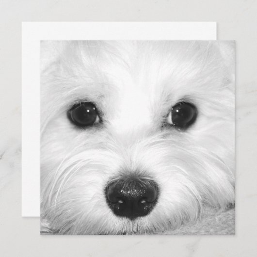 Maltese Hondenaanbidding Schattigee Ogen en Charma Bedankkaart (Voorkant / Achterkant)
