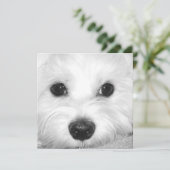 Maltese Hondenaanbidding Schattigee Ogen en Charma Bedankkaart (Staand voorkant)
