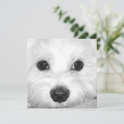 Maltese Hondenaanbidding Schattigee Ogen en Charma Bedankkaart (Staand voorkant)