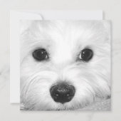 Maltese Hondenaanbidding Schattigee Ogen en Charma Bedankkaart (Voorkant)