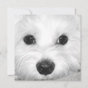 Maltese Hondenaanbidding Schattigee Ogen en Charma Bedankkaart