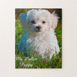 Maltese hondenras. Legpuzzel