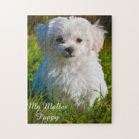 Maltese hondenras. Legpuzzel (Verticaal)