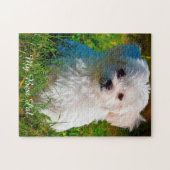 Maltese Hondensoort. Legpuzzel (Horizontaal)