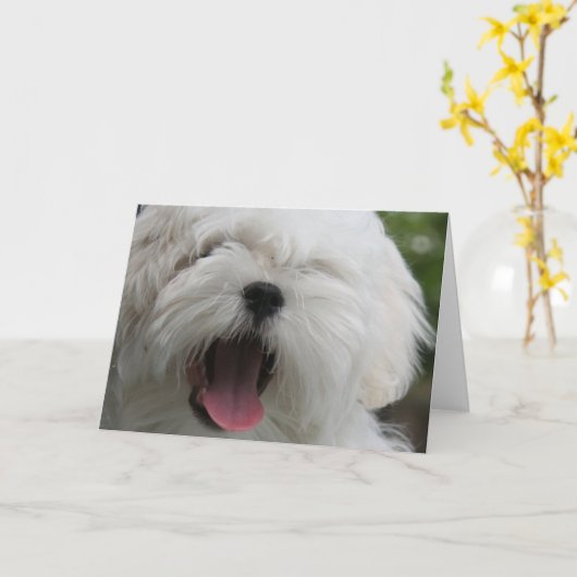 Maltese Kaart (Gele Bloem)