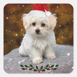 Maltese kerstkaart vierkante sticker