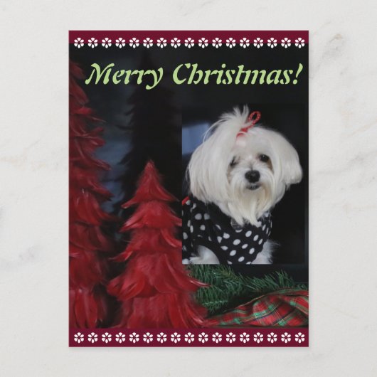 Maltese Kerstmis Feestdagenkaart (Voorkant)