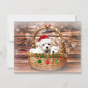 Maltese kerstPuppies Feestdagenkaart