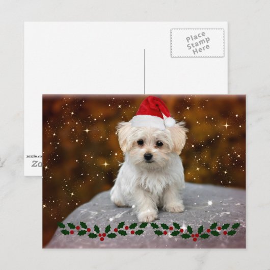 Maltese kerstpuppy briefkaart (Voorkant / Achterkant)