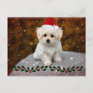 Maltese kerstpuppy briefkaart