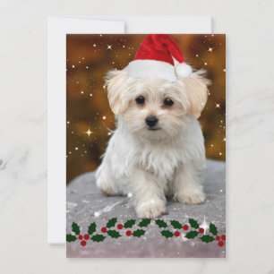 Maltese kerstpuppy kaart