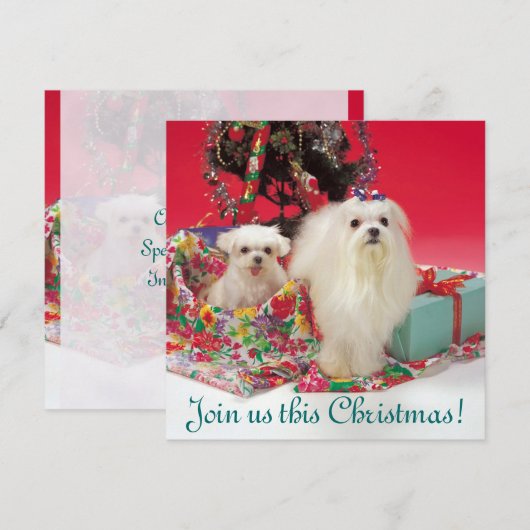 Maltese kerstuitnodigingen kaart (Voorkant / Achterkant)