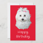 Maltese LiLi Hond Wit Puppy Foto Feestdagenkaart (Voorkant)