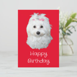 Maltese LiLi Hond Wit Puppy Foto Feestdagenkaart
