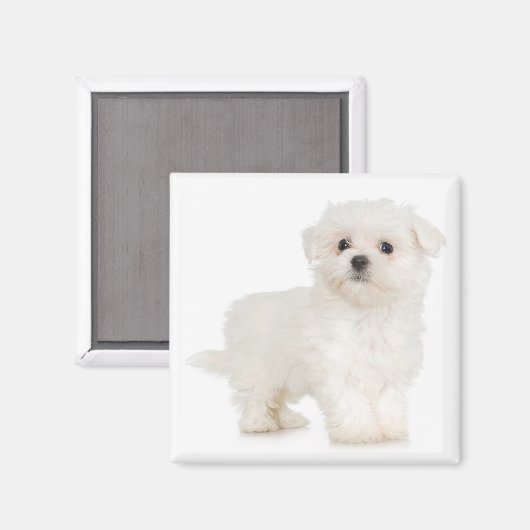 Maltese magneet (Voorkant / Achterkant)