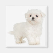 Maltese magneet (Voorkant)