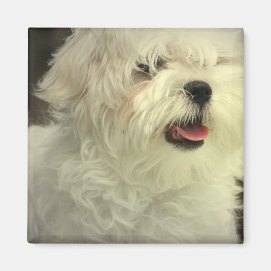 Maltese magneet (Voorkant)