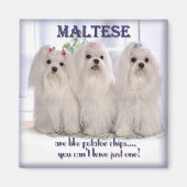 Maltese magneet 1 (Voorkant)
