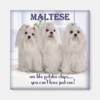 Maltese magneet 1