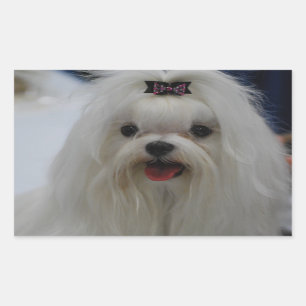 Maltese papegaaiers rechthoekige sticker