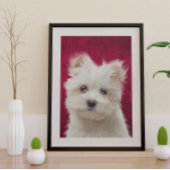 Maltese Poster Terrier