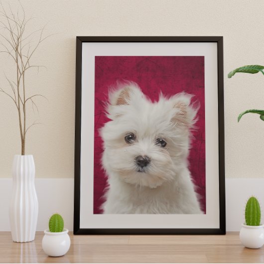 Maltese Poster Terrier