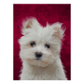Maltese Poster Terrier (Voorkant)
