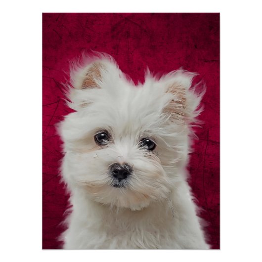 Maltese Poster Terrier (Voorkant)