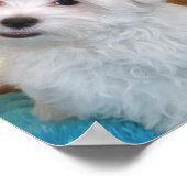 Maltese Poster van puppy (Hoek)