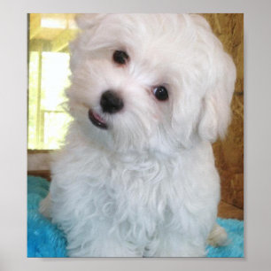 Maltese Poster van puppy