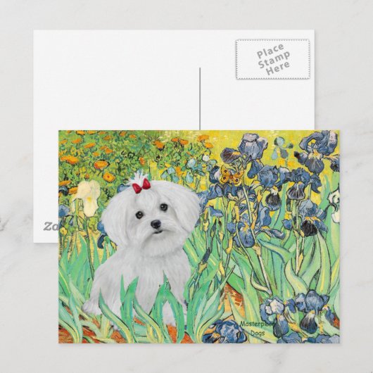 MALTESE PUP - Irissen Briefkaart (Voorkant / Achterkant)