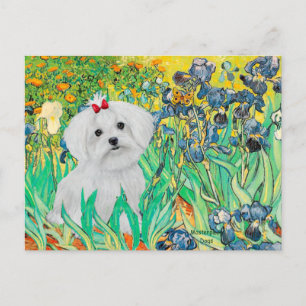 MALTESE PUP - Irissen Briefkaart