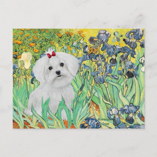 MALTESE PUP - Irissen Briefkaart (Voorkant)