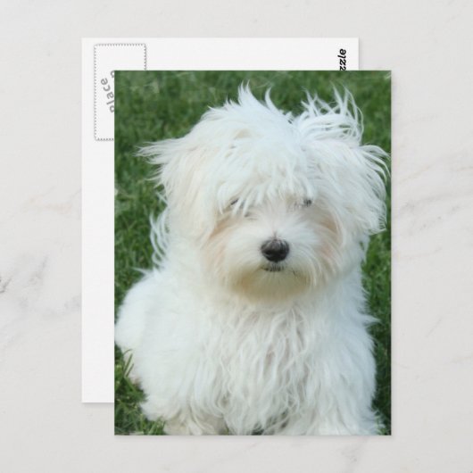 Maltese Puppies Briefkaart (Voorkant / Achterkant)