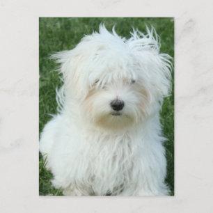 Maltese Puppies Briefkaart