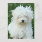 Maltese Puppies Briefkaart (Voorkant)