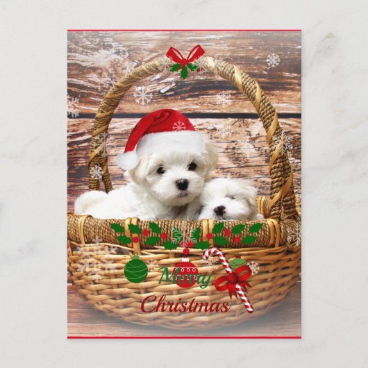 Maltese Puppies in een Basket Holiday Briefkaart (Voorkant)