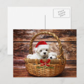 Maltese Puppies in een kerstmand Feestdagenkaart (Voorkant / Achterkant)