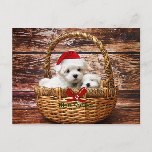 Maltese Puppies in een kerstmand Feestdagenkaart (Voorkant)