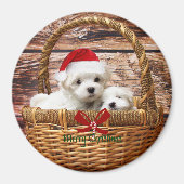 Maltese Puppies in een kerstmand Magneet (Voorkant)