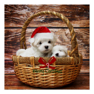 Maltese Puppies in een kerstmand Perfect Poster