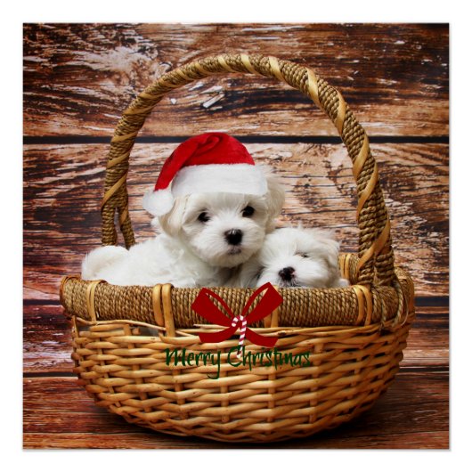 Maltese Puppies in een kerstmand Perfect Poster (Voorkant)