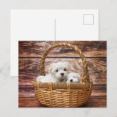 Maltese Puppies in een mandje Briefkaart (Voorkant / Achterkant)