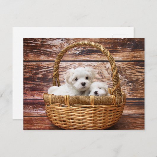 Maltese Puppies in een mandje Briefkaart (Voorkant / Achterkant)