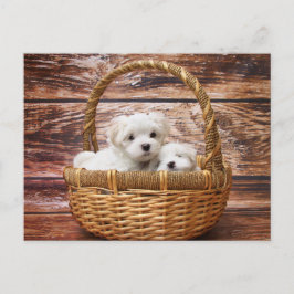 Maltese Puppies in een mandje Briefkaart