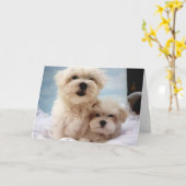 Maltese Puppies Kaart (Gele Bloem)
