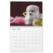 Maltese Puppies Kalender (Mar 2026)