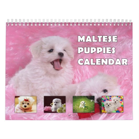 Maltese Puppies Kalender (Hoes)