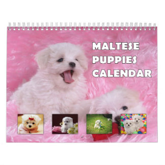 Maltese Puppies Kalender