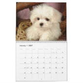 Maltese Puppies Kalender (Jan 2027)